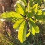 Terminalia prunioides Leaf