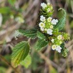 Lippia javanica Virág