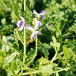 Raphanus sativus Flower