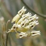 Asclepias subulata Floare