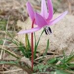 Erythronium dens-canis Kvet