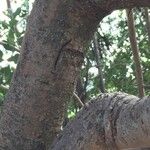 Vangueria infausta 樹皮