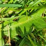 Taraxacum dissectum Лист