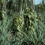 Vanilla planifolia Habitus