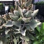 Kalanchoe beharensisLeaf