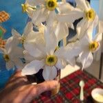 Narcissus poeticus Fula