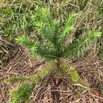 Araucaria angustifolia Hoja