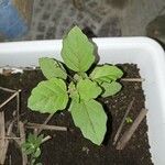 Boerhavia erecta Folha