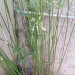 Cyperus alterniflorus পাতা