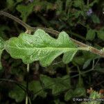 Phacelia ramosissima 葉