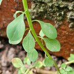 Euphorbia peplus Leaf