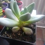 Pachyphytum kimnachii Leaf