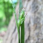 Carex depauperata Kvet
