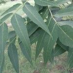 Fraxinus quadrangulata Leaf