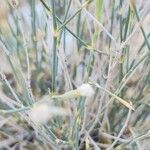 Dianthus macranthus বাকল