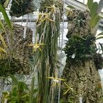 Epidendrum parkinsonianum Hábitos