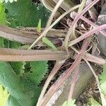 Phlomoides tuberosa 树皮
