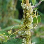 Cuscuta europaea Natur