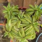 Peperomia dolabriformis Liść