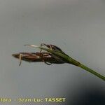 Carex mucronata Alia