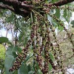 Cussonia arborea Fruit
