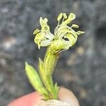 Silene nutans Floare