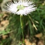 Dianthus hyssopifolius Flor