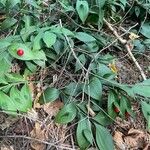 Ruscus hypoglossum Foglia