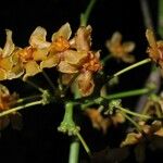 Salacia longipes Flower