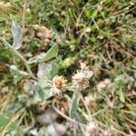 Hieracium tomentosum Flower