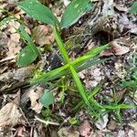 Polygonatum verticillatum Leaf