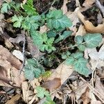 Geum canadense Levél