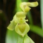 Bulbophyllum conicum Blodyn