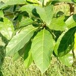 Terminalia superba Hoja