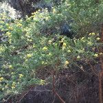 Adenocarpus foliolosus List