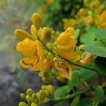 Senna bicapsularis Floro