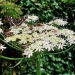 Heracleum sphondyliumКветка