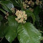 Simira maxonii Other