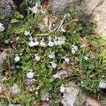 Stachys corsica Fiore