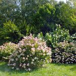 Hydrangea paniculata Habitus