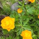 Trollius asiaticus Flower