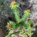 Pultenaea stipularis Leaf