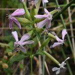 Saponaria officinalisLorea