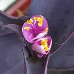 Tradescantia pallida Květ