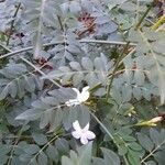 Jasminum officinale पत्ता