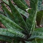 Gasteria obliqua Habit