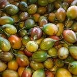 Solanum betaceum Fruit