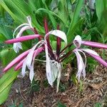 Crinum asiaticumŽiedas