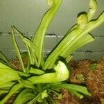 Sarracenia minor पत्ता