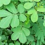 Cassia obtusifolia Leaf